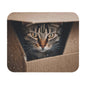 Cats - Cat In Wet Box - Mouse Pad (Rectangle)