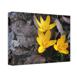 Spring In Wisconsin - Canvas Stretched - 14" x 10" x 1.5''