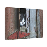 Barn Cat - Canvas Stretched - 14" x 10" x 1.5''