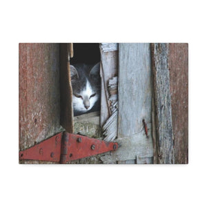 Barn Cat - Canvas Stretched - 14" x 10" x 1.5''